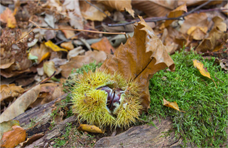 免费信息轰炸机